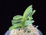 화천금 華泉錦 Kasen Nishiki