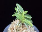 화천금 華泉錦 Kasen Nishiki
