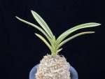 취보 翠宝 Suihou