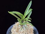 왕검 王儉  Wanggeom