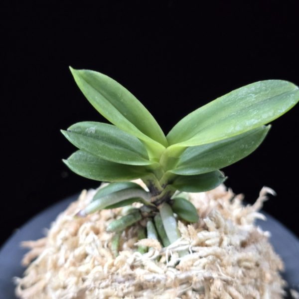 대장금 大壯錦 Daejanggeum(Daiso Nishiki)