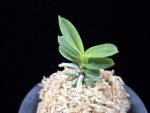 대장금 大壯錦 Daejanggeum(Daiso Nishiki)