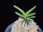 대장금 大壯錦 Daejanggeum(Daiso Nishiki)