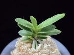 대장금 大壯錦 Daejanggeum(Daiso Nishiki)