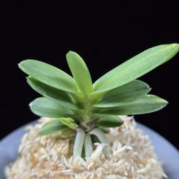 대장금 大壯錦 Daejanggeum(Daiso Nishiki)