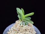 대장금 大壯錦 Daejanggeum(Daiso Nishiki)