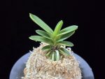 대장금 大壯錦 Daejanggeum(Daiso Nishiki)