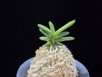 대장금 大壯錦 Daejanggeum(Daiso Nishiki)