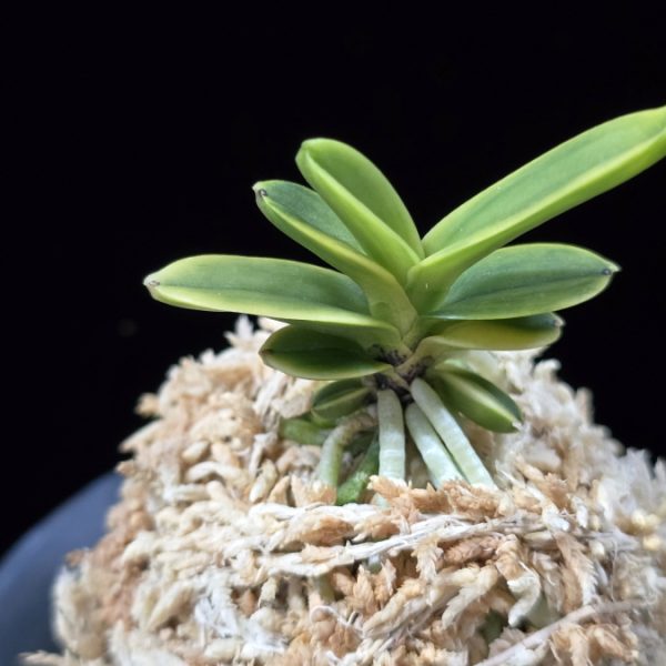 대장금 大壯錦 Daejanggeum(Daiso Nishiki)