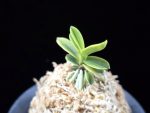 대장금 大壯錦 Daejanggeum(Daiso Nishiki)