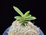 대장금 大壯錦 Daejanggeum(Daiso Nishiki)