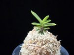 대장금 大壯錦 Daejanggeum(Daiso Nishiki)