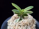 대장금 大壯錦 Daejanggeum(Daiso Nishiki)