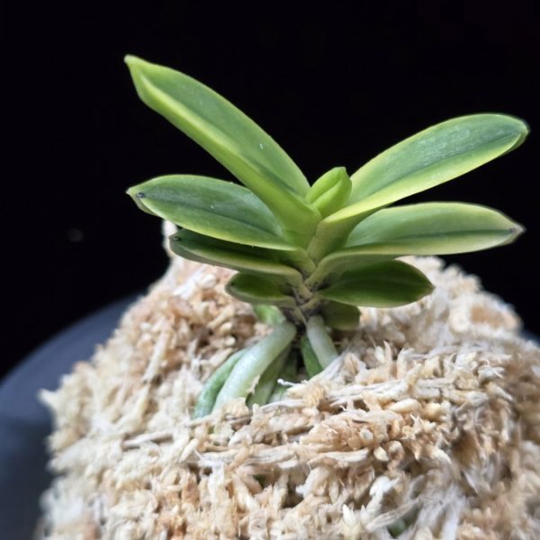 대장금 大壯錦 Daejanggeum(Daiso Nishiki)