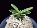 대장금 大壯錦 Daejanggeum(Daiso Nishiki)