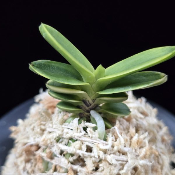 대장금 大壯錦 Daejanggeum(Daiso Nishiki)