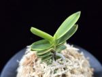 대장금 大壯錦 Daejanggeum(Daiso Nishiki)
