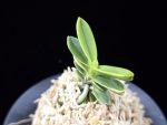 대장금 大壯錦 Daejanggeum(Daiso Nishiki)
