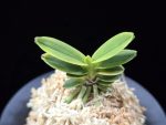 대장금 大壯錦 Daejanggeum(Daiso Nishiki)