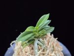 홍장원 紅壯元 Hongjangwon (Jangwon+Shikouki)
