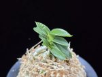 홍장원 紅壯元 Hongjangwon (Jangwon+Shikouki)
