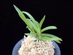 홍매  紅梅  Kobai