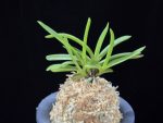 홍매  紅梅  Kobai