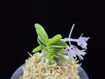 도장원 桃壯元 Dojangwon (Jangwon+Shikouki)
