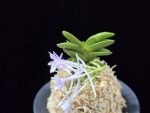 도장원 桃壯元 Dojangwon (Jangwon+Shikouki)