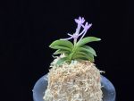 도장원 桃壯元 Dojangwon (Jangwon+Shikouki)