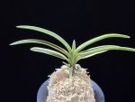 비금 羆錦 Higuma Nishiki