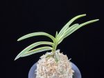 비금 羆錦 Higuma Nishiki