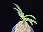 비금 羆錦 Higuma Nishiki