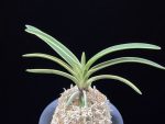 비금 羆錦 Higuma Nishiki