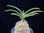 비금 羆錦 Higuma Nishiki