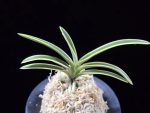 비금 羆錦 Higuma Nishiki