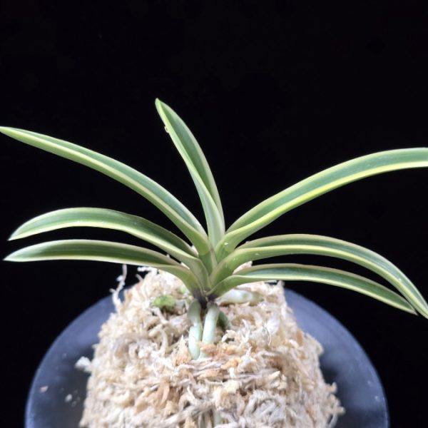 비금 羆錦 Higuma Nishiki
