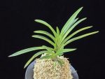 옥향로 玉香爐 Okhyangro(Tamakoro) (3spur)