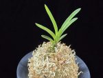 옥향로 玉香爐 Okhyangro(Tamakoro) (3spur)