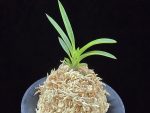 옥향로 玉香爐 Okhyangro(Tamakoro) (3spur)