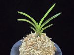 옥향로 玉香爐 Okhyangro(Tamakoro) (3spur)