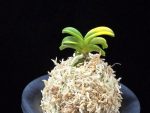 수해호반 樹海虎班 Jukaitora