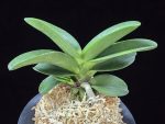 대박 大博 Daebak (Tetraploid of Janggun)