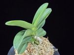 대박 大博 Daebak (Tetraploid of Janggun)