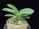 대박 大博 Daebak (Tetraploid of Janggun)