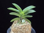 대박 大博 Daebak (Tetraploid of Janggun)