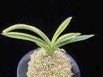 관악 冠岳  Gwanak