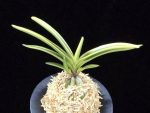 관악 冠岳  Gwanak