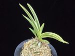 관악 冠岳  Gwanak