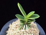 대장금 大壯錦 Daejanggeum(Daiso Nishiki)